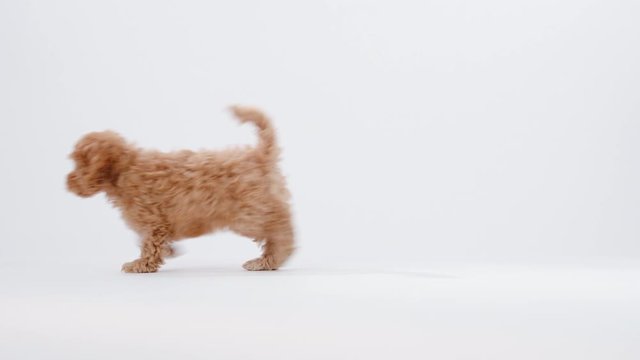 Cute little cockapoo puppy walking through the picture in studio isolated on white background shot in 4k super slow motion