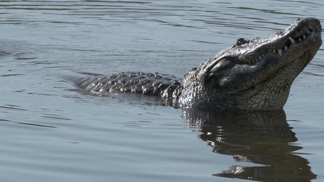 Closeup alligator growling in a territorial display in Orlando Florida