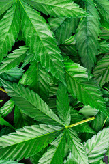 Cannabis is a standoff between a drug and a medicine. Green background of leaves.Close-up young hemp. Medicinal indica with CBD.