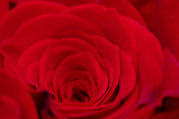 close-up of red roses