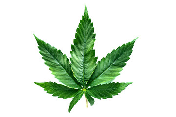 Cannabis is a standoff between a drug and a medicine. Green background of leaves.Close-up young hemp. Medicinal indica with CBD.Green cannabis leaves isolated on white background.