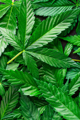 Fototapeta na wymiar Cannabis is a standoff between a drug and a medicine. Green background of leaves.Close-up young hemp. Medicinal indica with CBD.
