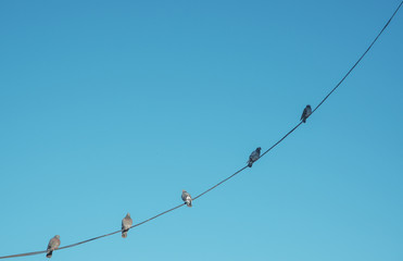 birds on wire