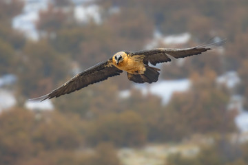 Bearded vulture flying