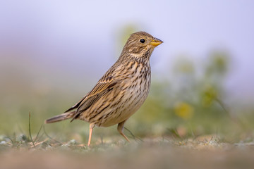 Corn bunting walking