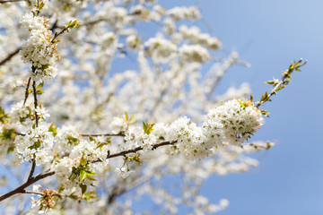 White blooms on a cherry tree in a spring garden