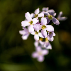 Fototapeta premium Finger Toothwort on a meadow