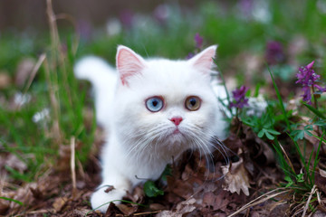 Naklejka na ściany i meble Two color eyes of white kitten in the garden, cat on grass