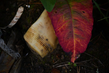 red and yellow leaves