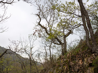 Pfälzer Wald und Donnersberg