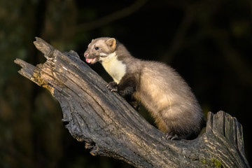 Stone marten on tree trunk