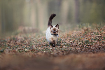 Cute cat walking outdoor. Sacred Burmese kitten running in nature. © OlgaOvcharenko