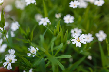 White spring flowers on a green grass