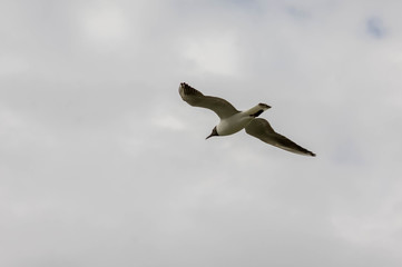 seagull in flight