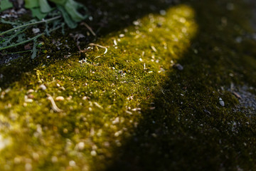Green moss in a sun ray. Warm close-up photo.