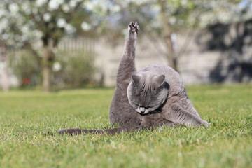 English cat poses for outdoor photos