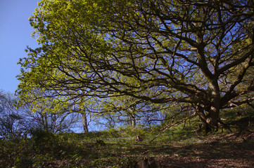 oak tree and bluebells