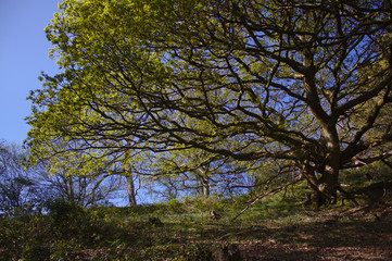 Fototapeta premium oak tree and bluebells