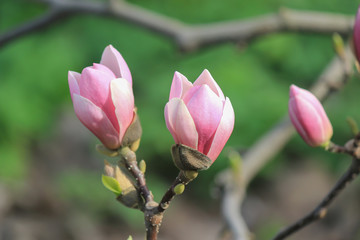 Pink magnolia in spring park.