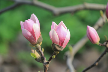Obraz premium Pink magnolia in spring park.