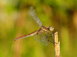 Dragonfly predatory insect macro shot
