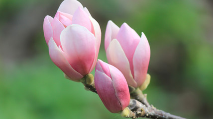 Pink magnolia in spring park.
