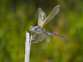 Dragonfly predatory insect macro shot