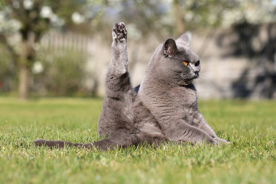 English cat poses for outdoor photos