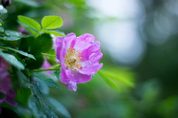 pink and blue flowers