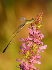Dragonfly and flower in the morning light macro shot
