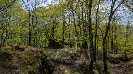 Pfälzer Wald und Donnersberg