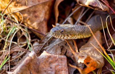 Fototapeta premium Snake Peeking Out