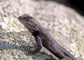 Lizard on Rock in Sunshine