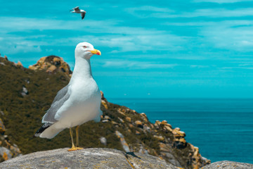 GAVIOTACÍES