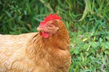 Gallina campera