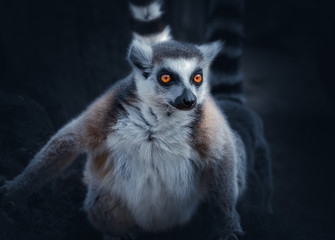 Ring-Tailed Lemur (Lemur Catta)