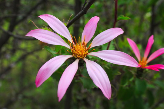 Spring Wild Flower Mutisia subulata