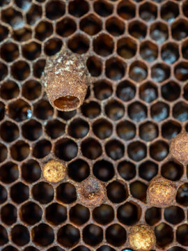 Close Up Of Opened Queen Cup In Honeycomb. Overhead Macro.