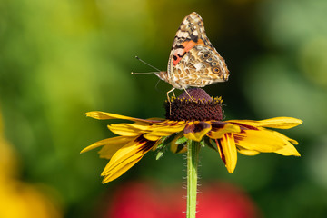 Painted Lady (Vanessa cardui) Butterfly on a Helenium spec. hybrid blossom