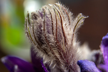 First bud of snowdrops. Macro photo of snowdrop