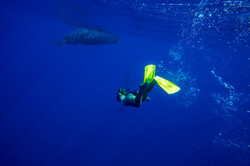 Snorkeling with whales