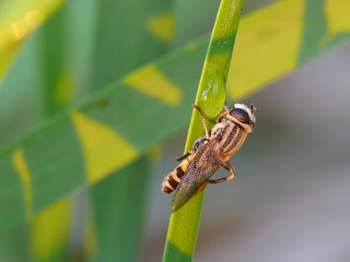 Bee hoverfly insect on grass macro shot