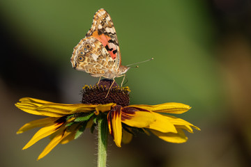 Painted Lady (Vanessa cardui) Butterfly on a Helenium spec. hybrid blossom