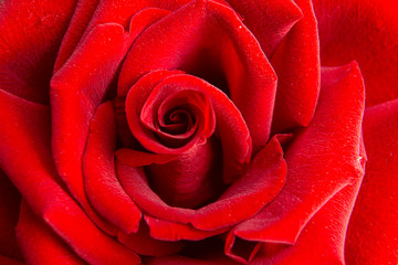 Red rose close-up / Top view of beautiful dark red rose / Rose background