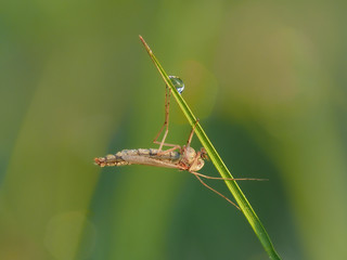 Mosquito and dew drop on grass