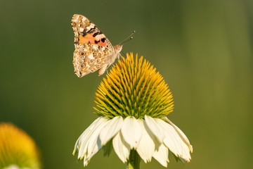 Painted Lady (Vanessa cardui) Butterfly on a Echinacea spec. blossom