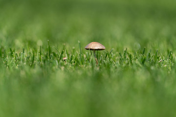 A small mushroom grows from a short-cut meadow. Photographed with a very shallow depth of field