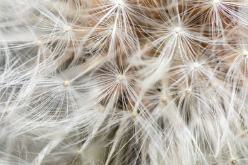 Close up view of the Seed head of a dandelion  wild flower (Taraxacum)