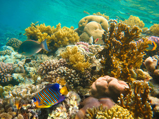 Underwater world. Coral fishes of Red sea.