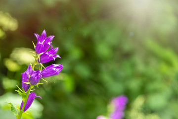 Campanula persicifolia, the peach-leaved bellflower